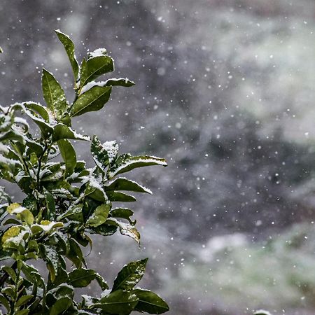 Mikros Paradisos Pelion Áyios Vlásios Buitenkant foto